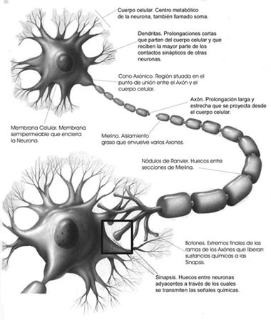 Diagrama de una Neurona